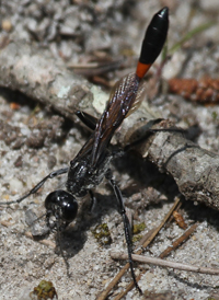 Common Thread-waisted Wasp